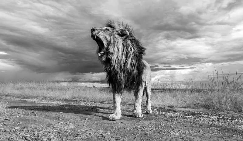 Under Heavy Skies. Lion (male). Photograph by Ahmed Galal.